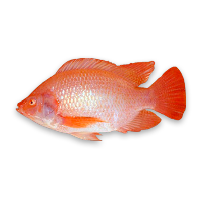 Tilapia o Mojarra Roja