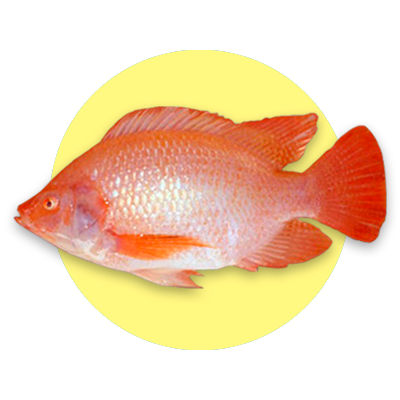 Tilapia o Mojarra Roja