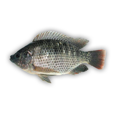 Tilapia Rendil