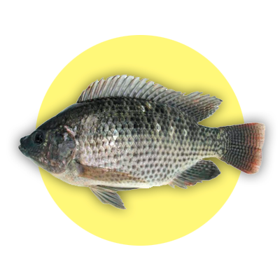 Tilapia Rendil